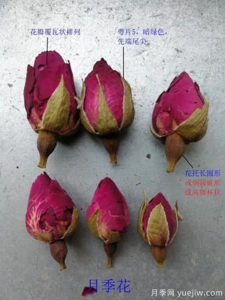 月季和玫瑰如何区分？图解科普很详细(图4)