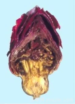 月季和玫瑰如何区分？图解科普很详细(图11)