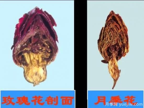 月季和玫瑰如何区分？图解科普很详细(图10)