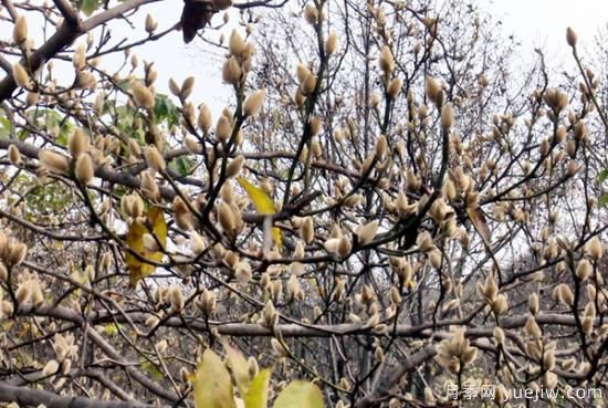 南阳南召:辛夷产业铺就皇后乡农民生态致富路(图1) 南阳南召:辛夷产业铺就皇后乡农民生态致富路(图1)