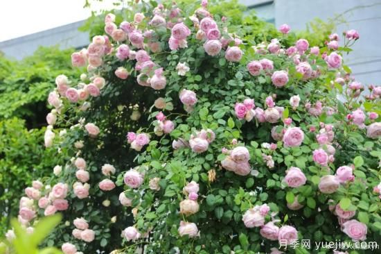 初冬月季花苞打不开，可能是这些原因，有什么应对措施(图5)