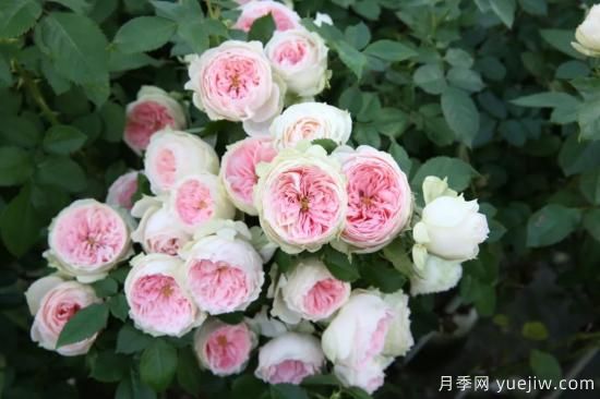 初冬月季花苞打不开，可能是这些原因，有什么应对措施(图6)