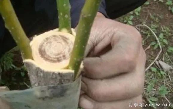 花木嫁接的具体操作方法和嫁接后管理(图4)