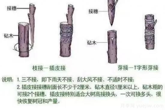 花木嫁接的具体操作方法和嫁接后管理(图7)