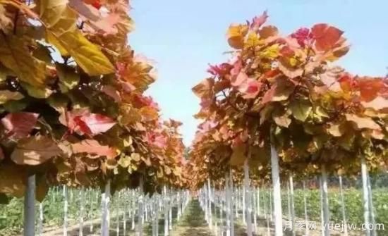 绿化苗木栽培圃地选择与种植技术(图1)