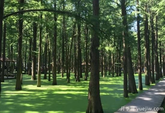 江苏苗木种植面积276万亩 产苗量44亿株(图1) 江苏苗木种植面积276万亩,常州夏溪沭阳产销旺(图1)