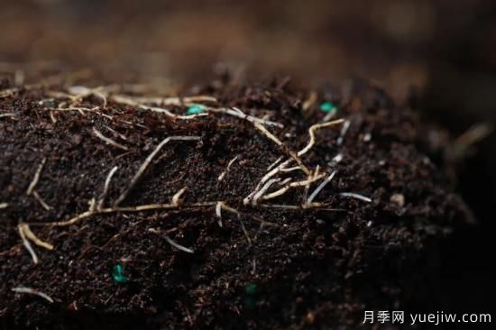 耐寒性，你家月季抗不抗冻？月季如何过冬(图9)