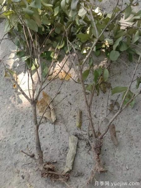 女贞烂根是什么原因造成的？如何挽救？(图1)