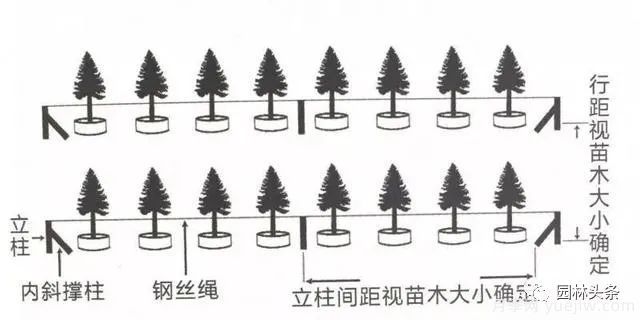 容器苗怎么固定才能防止倾倒？(图2)