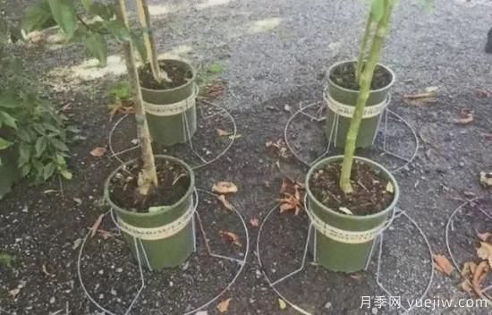 容器苗怎么固定才能防止倾倒？(图5)