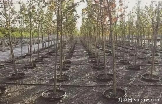 容器苗怎么固定才能防止倾倒？(图6)