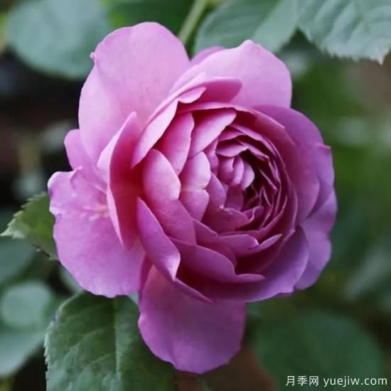 淘汰掉的6款藤本月季，经典就是适合的吗？(图4)