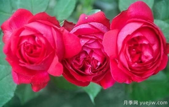 淘汰掉的6款藤本月季，经典就是适合的吗？(图5)