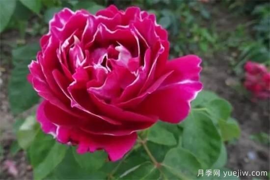 淘汰掉的6款藤本月季，经典就是适合的吗？(图6)