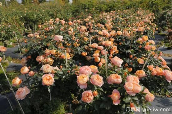 初冬月季花苞打不开，可能是这些原因，有什么应对措施(图1)