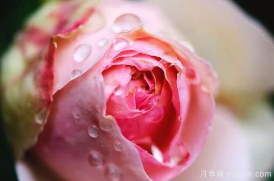 初冬月季花苞打不开，可能是这些原因，有什么应对措施(图2)