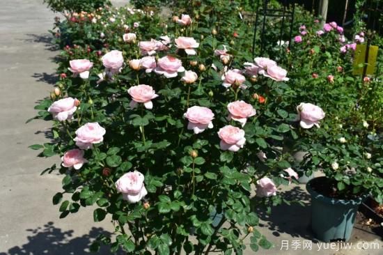 初冬月季花苞打不开，可能是这些原因，有什么应对措施(图4)