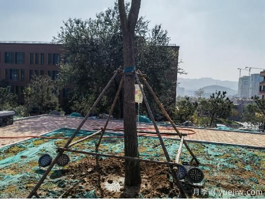 绿化苗木工程.png 景观绿化工程之栽植基础,苗木养护技术交底(图1)