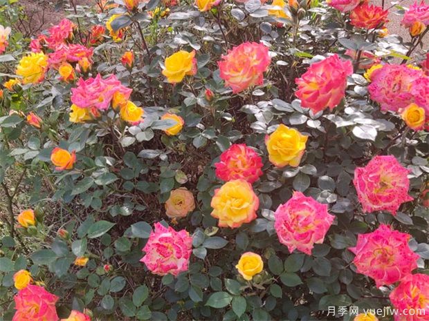 推荐8种藤本月季，抗病性强好养好看爱开花(图2)