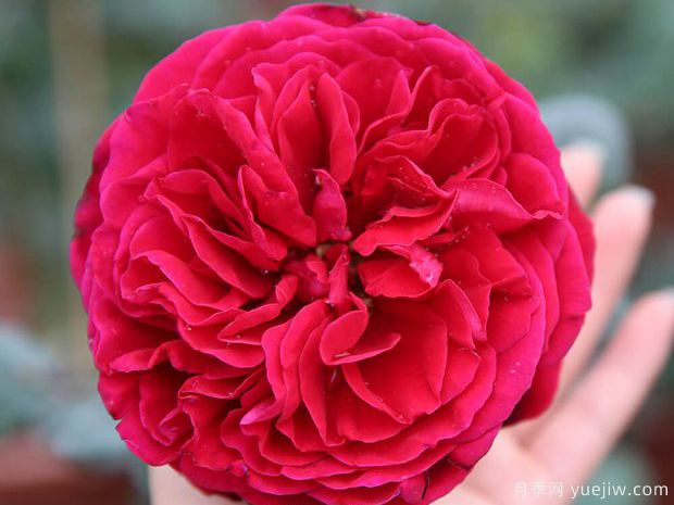 推荐8款月季品种，抗病性强耐晒耐雨淋(图3)