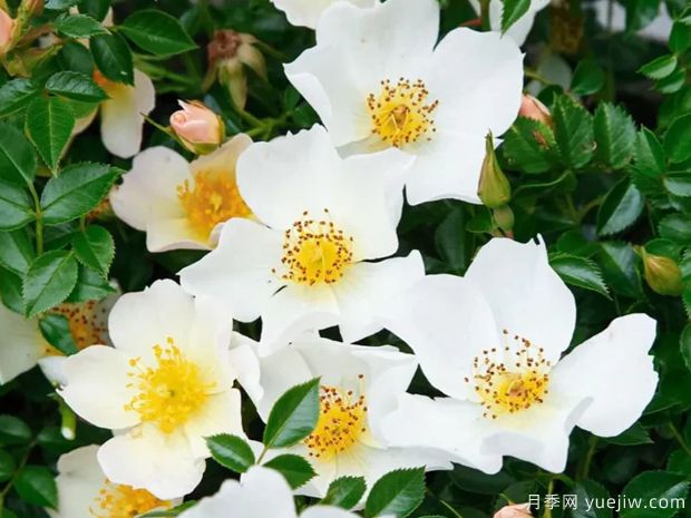 小梨花月季(图1) 小梨花月季(图1)