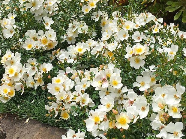 小梨花月季(图4) 小梨花月季(图4)