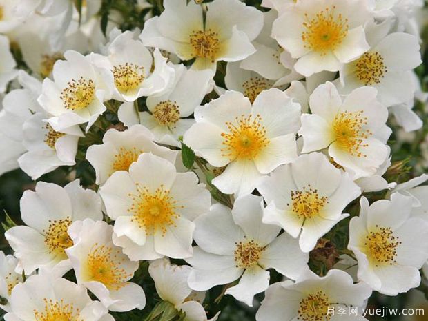 小梨花月季(图2) 小梨花月季(图2)
