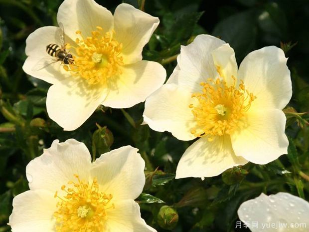 小梨花月季(图3) 小梨花月季(图3)
