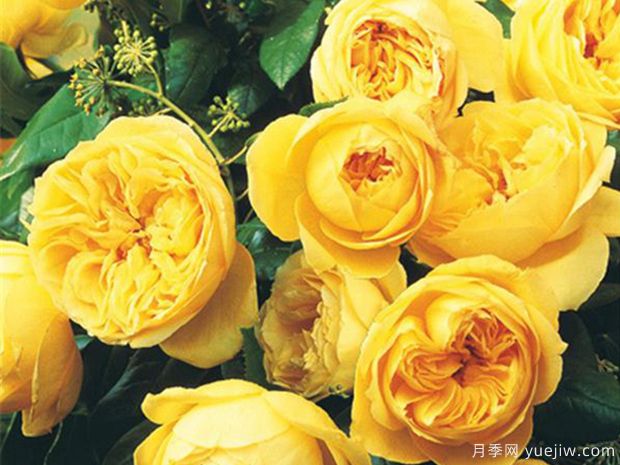 纪念马塞尔普鲁斯特月季/忆普鲁斯特月季(图2)