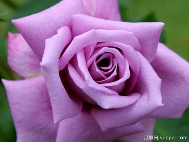 蓝妈咪月季(图1) 玛米蓝月季/蓝妈咪/蓝色妈妈(图1)