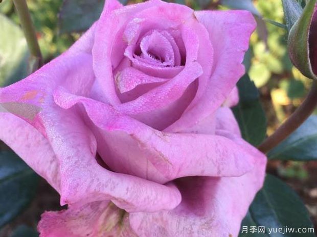 蓝妈咪月季(图2) 玛米蓝月季/蓝妈咪/蓝色妈妈(图2)