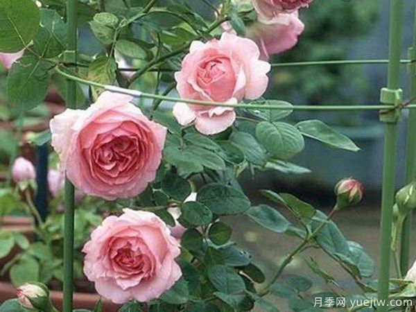 藤本历史月季(图2)