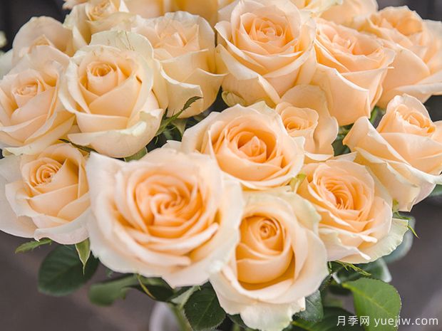 香槟玫瑰是玫瑰还是月季(图1) 香槟玫瑰是玫瑰还是月季(图1)