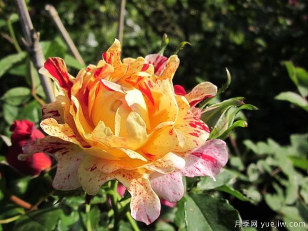 尼梅特月季(图1) 尼梅特月季(图1)