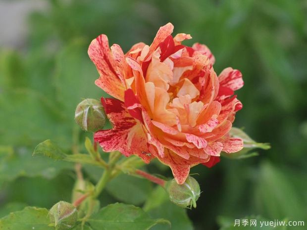 尼梅特月季(图3) 尼梅特月季(图3)