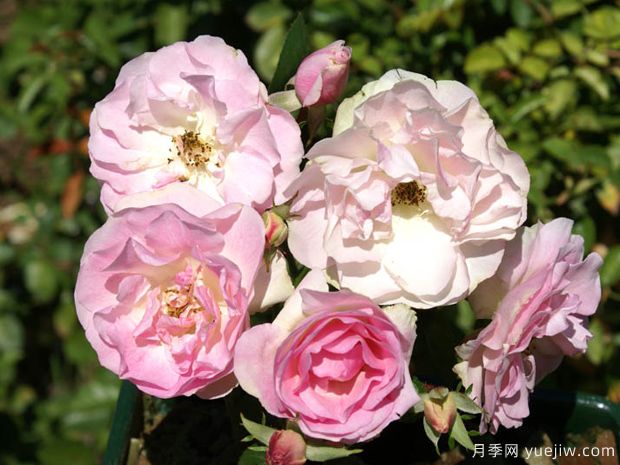 安妮粉红月季(图1) 安妮粉红月季(图1)
