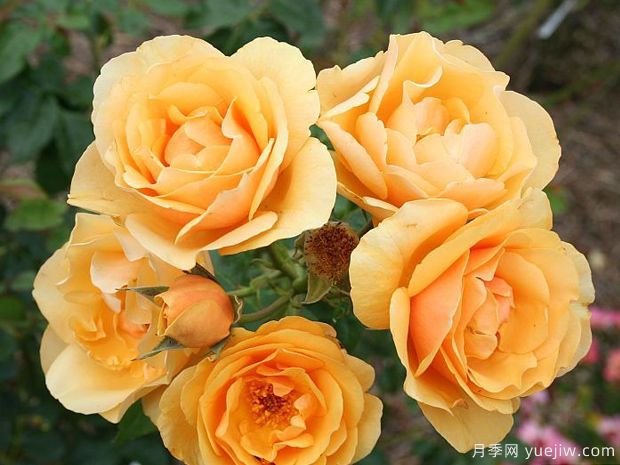 淘金者月季(图1) 淘金者月季(图1)