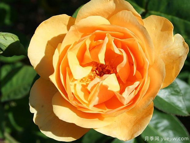 淘金者月季(图2) 淘金者月季(图2)