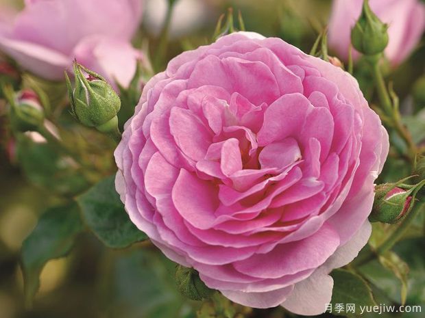 欧子安娜月季(图1) 欧子安娜月季(图1)