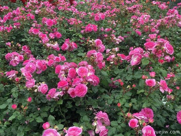 欧子安娜月季(图3) 欧子安娜月季(图3)