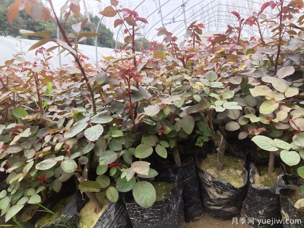 月季栽培技术要点(图1) 月季栽培技术要点(图1)