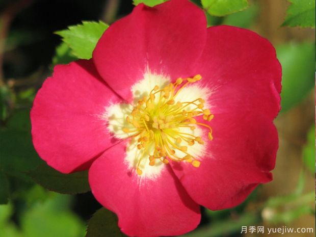 五拍子月季(图1) 五拍子月季(图1)