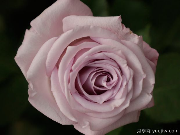 紫色迷雾月季(图2) 紫色迷雾月季(图2)