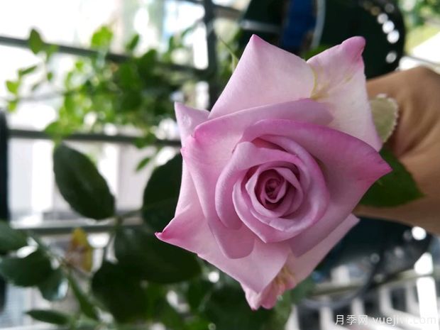 紫色迷雾月季(图3) 紫色迷雾月季(图3)