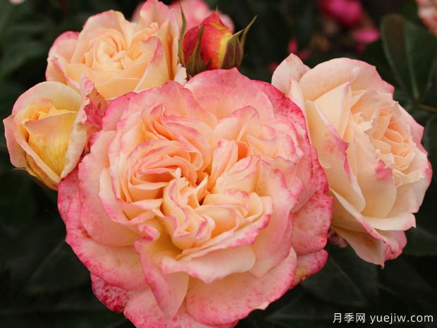 协和月季(图1) 协和月季/协和式飞机(图1)