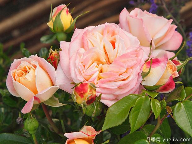 协和月季(图2) 协和月季/协和式飞机(图2)