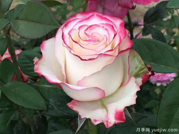 红唇玫瑰月季(图1) 红唇玫瑰月季(图1)