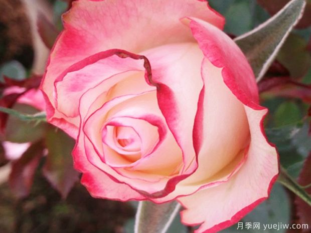 红唇玫瑰月季(图2) 红唇玫瑰月季(图2)