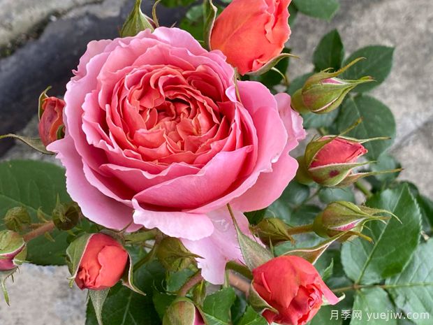 茜月季(图1) 茜月季(图1)