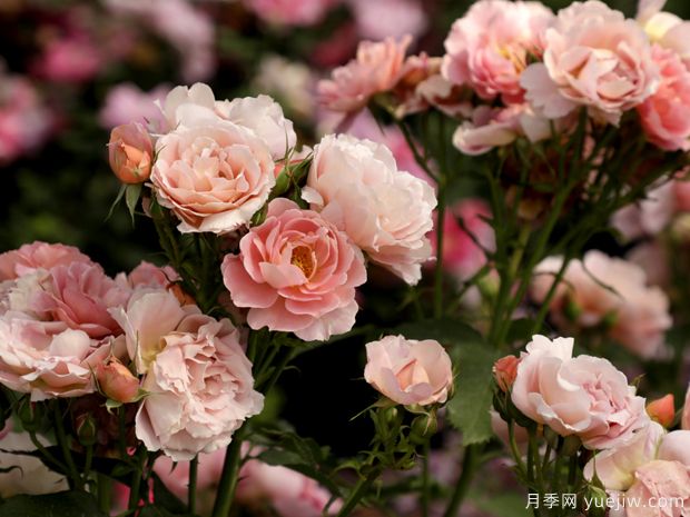 茜月季(图2) 茜月季(图3)